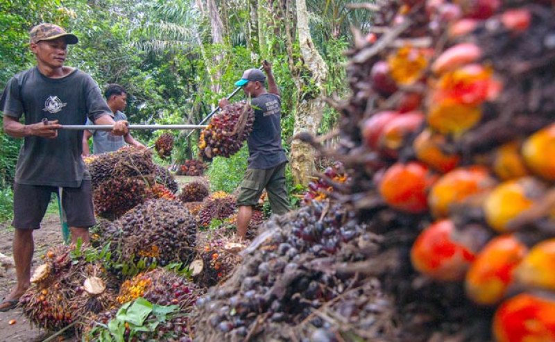 Harga TBS Sawit Sumut Menguat, Pekan Ketiga Januari 2026 Naik Rp 57,14 per Kg