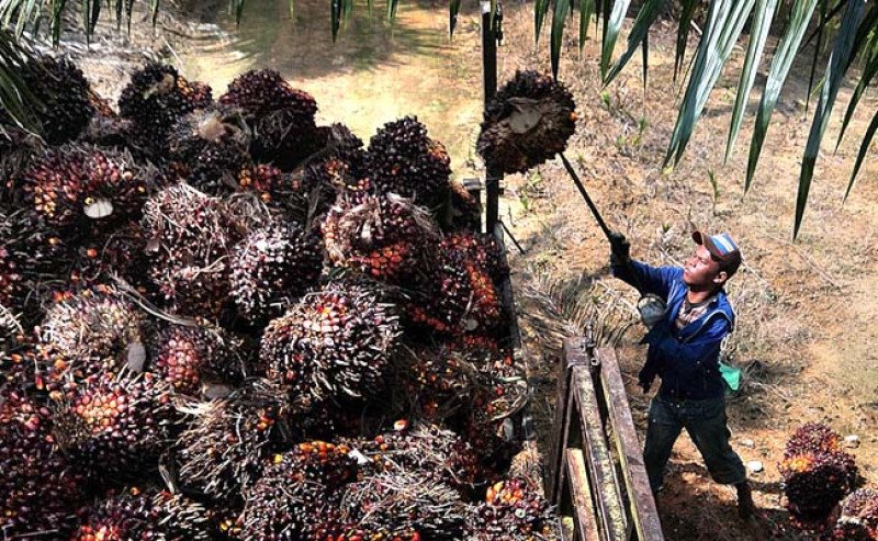Harga TBS Sawit Kalteng Awal Januari 2026 Turun Tipis