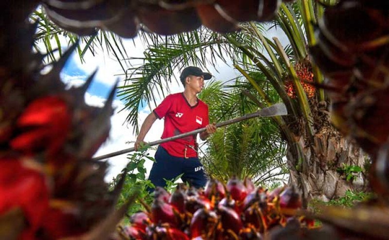 Harga TBS Sawit Sumsel Menguat Menjadi  Rp 3.469 per Kg di Akhir Januari 2026,