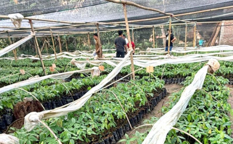 Cuaca Ekstrem Meningkat, Kementan Perkuat Strategi Tanam Cerdas untuk Amankan Produksi Padi