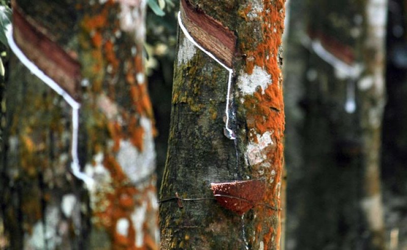 Harga Karet SGX–Sicom Rabu (28/1) Naik Rp 402 per Kg