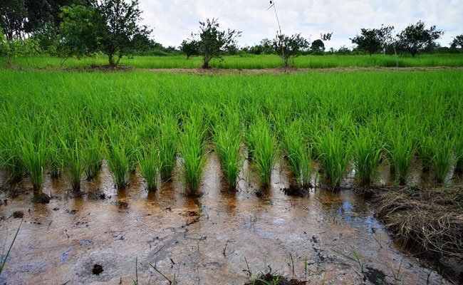 DPR Dukung Program Selamatkan Rawa Sejahterakan Petani (SERASI) Mengubah Lahan Menjadi Produktif