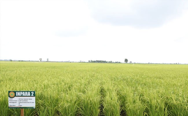 Kemiskinan Desa Menurun Cepat karena Inflasi Terjaga dan Daya Beli Meningkat