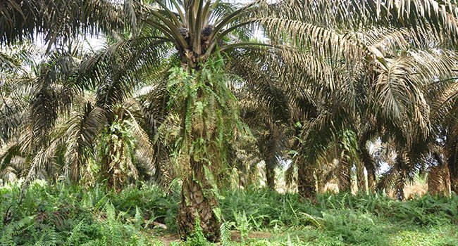 Pengembangan Bisnis Tanaman Biomasa