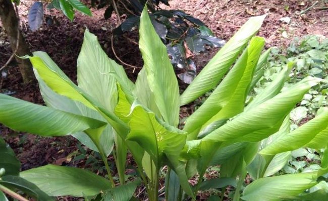 Tumpang Sari Kopi dan Jahe Menguntungkan