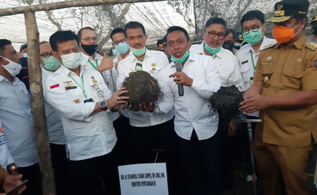 Gairahkan Komoditas Ekspor, Mentan SYL Tanam dan Panen Porang di Sidrap