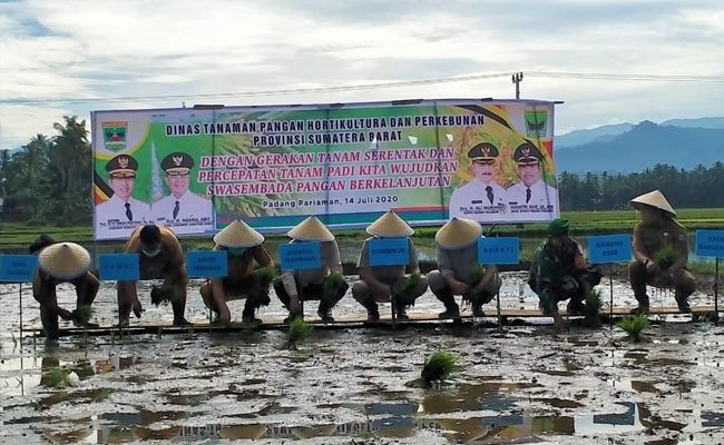 Genjot Produksi Padi, Kementan dan Gubernur Sumbar Lakukan Percepatan Tanam