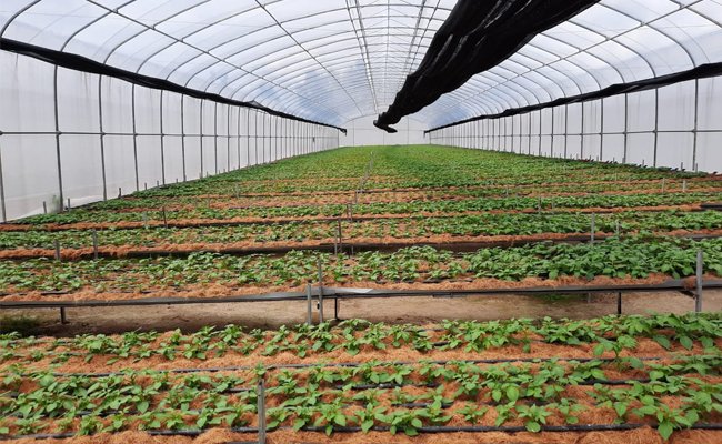 HIPMI Encouraged the Young Entrepreneurs to do Directly Agriculture Business