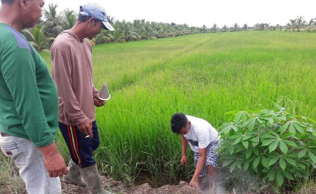 Jaga Produksi Padi, Kementan Respon Cepat Kawal Pengendalian Hama Tikus  Di Musi Banyuasin