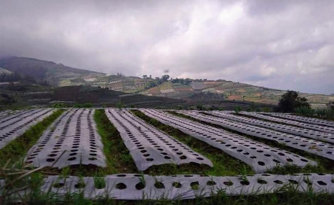 Komitmen Dukung Food Estate, Kementan Fokus Hasilkan Benih Bermutu di Humbang Hasundutan