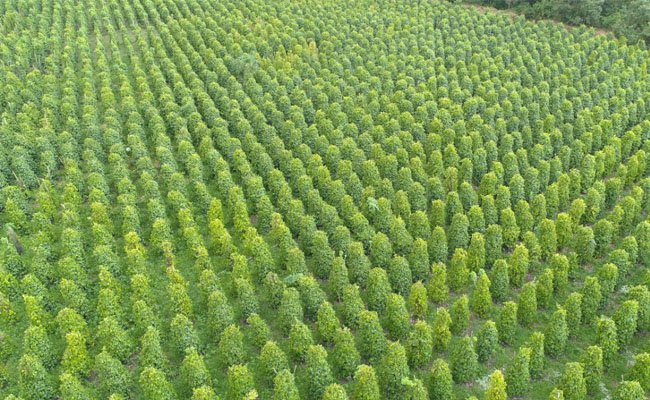 Ministry of Agriculture Encouraged the Agriculture Exports Positively Increase