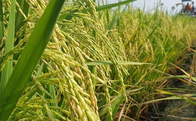 The Legislators Supports The Programs and Targets of Ministry of Agriculture