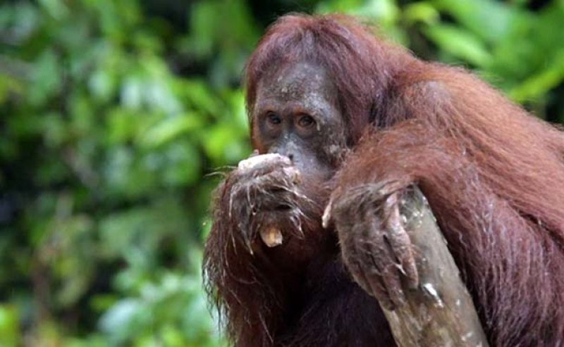 PalmCo Dukung Rehabilitasi Orang Utan Kalimantan Lewat Kolaborasi Konservasi