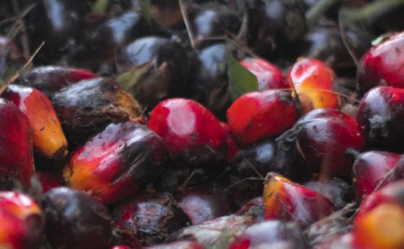 Harga TBS Sawit Kalbar Periode I Juli 2025 Turun, Tertinggi Rp3.023,95/Kg