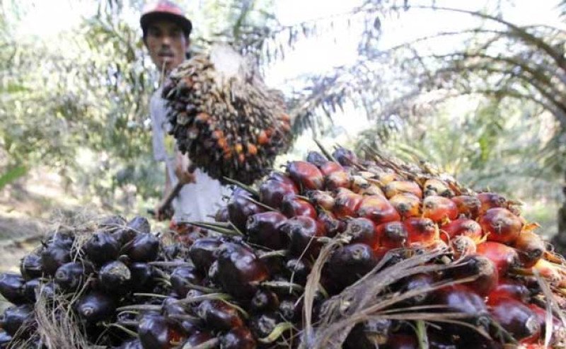 Harga TBS Sawit Swadaya Riau Naik Jadi Rp3.358,99/Kg di Periode 16-22 Juli 2025