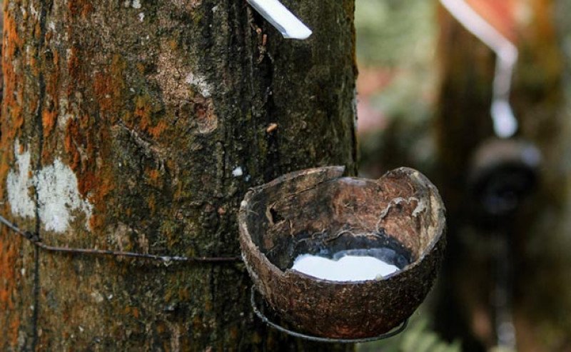 Harga Karet Bursa SGX Sicom Selasa 29 Juli 2025 Turun, Tertinggi Rp27.689 Per Kg