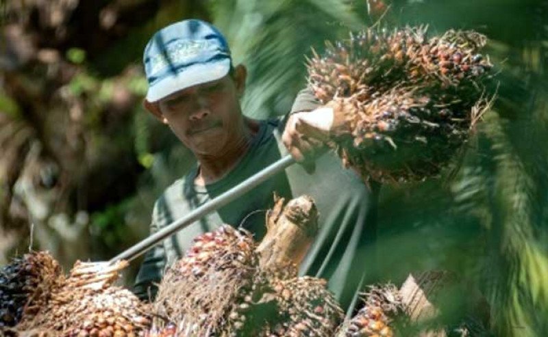 Harga TBS Sawit Swadaya Riau Periode 1–7 Juli 2026 Naik, Usia 9 Tahun Capai Rp3.781,37/Kg