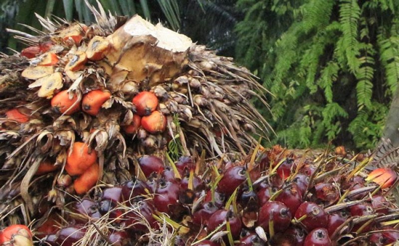 Harga TBS Sawit Sumut Periode 1–7 Juli 2026 Naik, Tembus Rp3.881,83/Kg