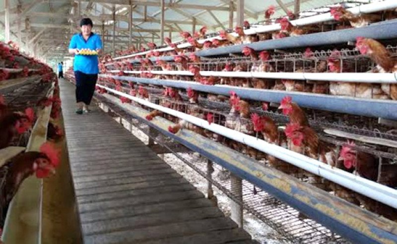 Kementan Dukung Pengembangan 5.000 Indukan Ayam ALOPE UNHAS-1 untuk Perkuat Ketahanan Protein Hewani