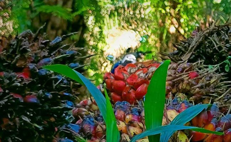 Harga TBS Sawit Sumsel Naik Jadi Rp3.769,58/Kg pada Periode I Juli 2026