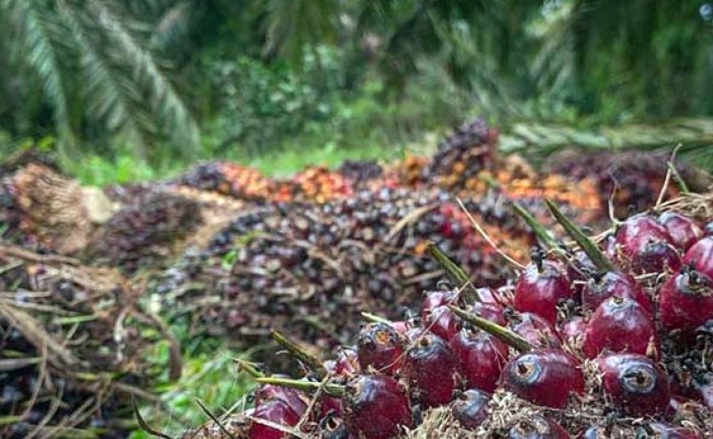 Harga TBS Sawit Sumbar Periode III Juli 2026 Menguat, Tembus Rp3.959,66/Kg