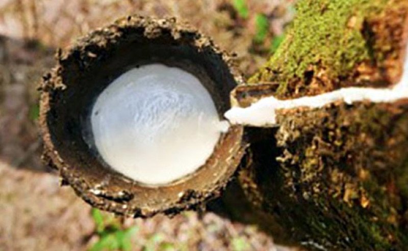 Harga Karet SGX-SICOM Turun Rp650 pada Rabu (29/7), Tertinggi Rp38.424/Kg