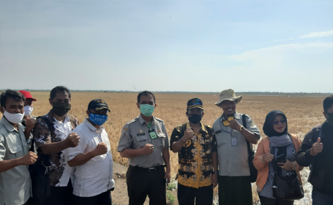 Atasi Dampak Banjir Rob, Kementan Dorong Indramayu Tingkatkan Luas Tanam Padi