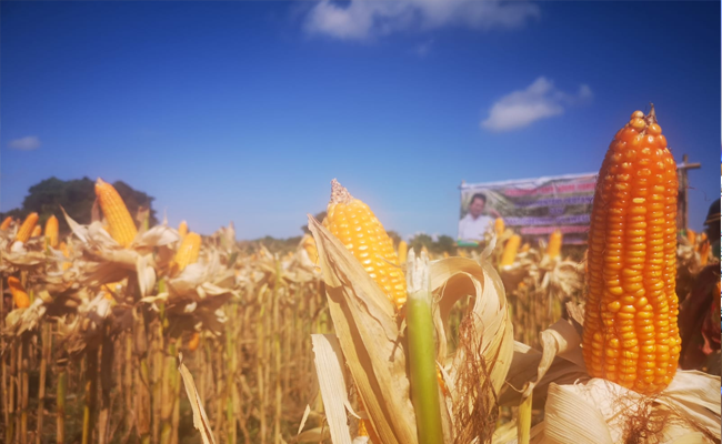 Gorontalo Exported 12.400 Tons Corn to Philippine