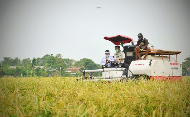 Inilah 10 Besar Provinsi Penghasil Beras