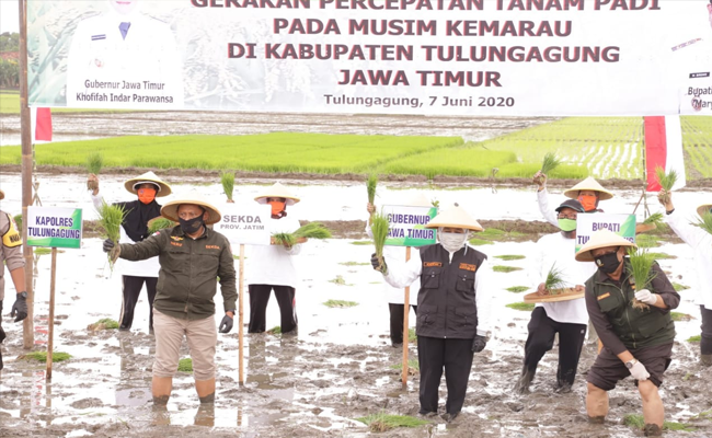 Jaga Ketahanan Pangan, Gubernur Jatim Percepat Tanam Padi Musim Gadu
