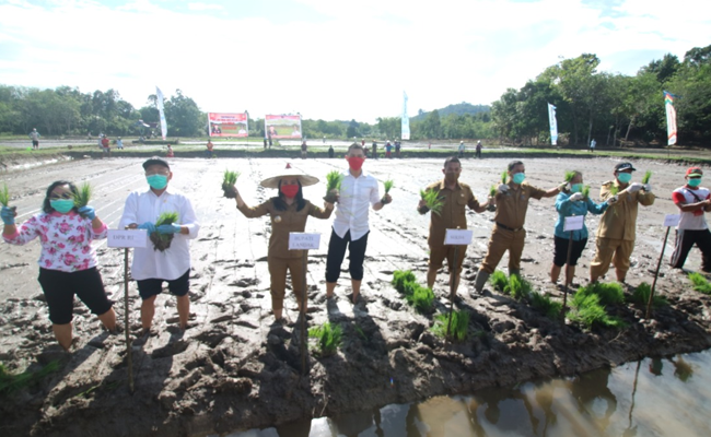 Pantang Mundur Hadapi Pandemi Covid 19 , Bupati Landak Ajak Warga Tanam Padi