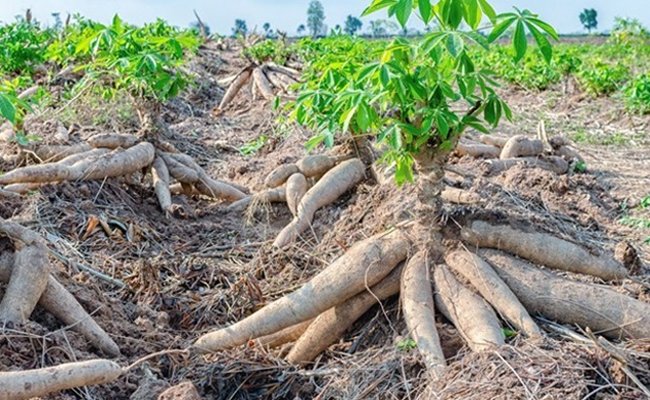 Regent of Banjarnegara Suggest to Diversify Cassava through the Corporate