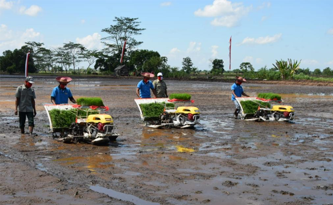 Tim Ahli Wapres Dukung Food Estate Pertanian di Kalteng