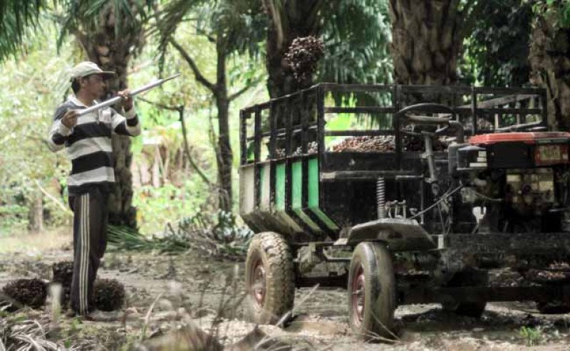 Harga TBS Sawit Swadaya Riau Periode 28 Mei hingga 3 Juni 2025 Naik Tipis