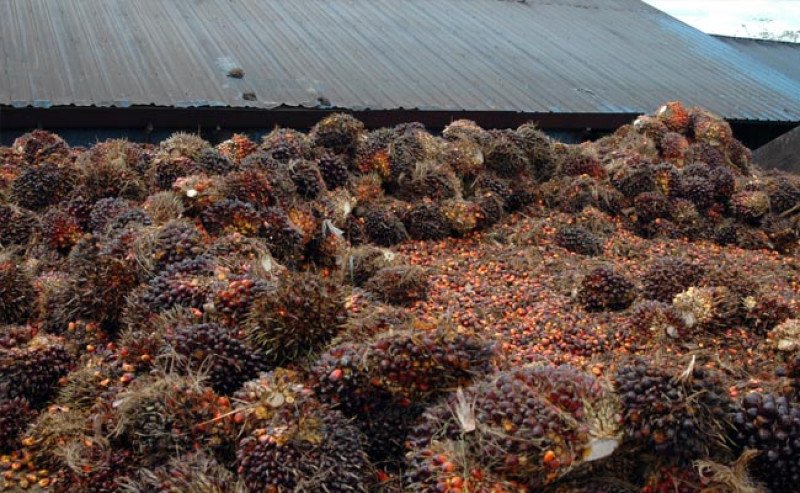 Harga TBS Sawit Swadaya Riau Naik Tipis di Periode 4–10 Juni 2025