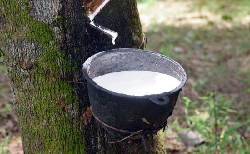 Harga Karet SGX Sicom Kamis 12 Juni 2025 Turun Tipis, Tertinggi Rp26.461/Kg