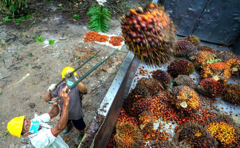 Harga TBS Sawit Jambi Turun Jadi Rp3.200,59 per Kg untuk Periode 20–26 Juni 2025