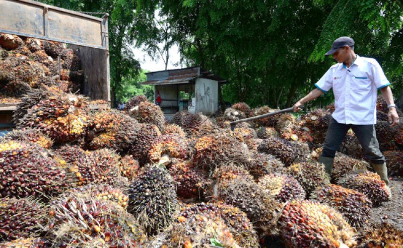 Harga TBS Sawit Sumut Turun Jadi Rp3.236,81 per Kg di Periode 18–24 Juni 2025