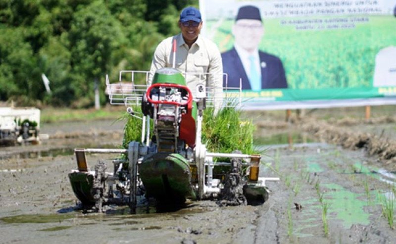 Mas Dar Panen dan Tanam Padi di Kayong Utara, Dorong Modernisasi dan Panen Tiga Kali