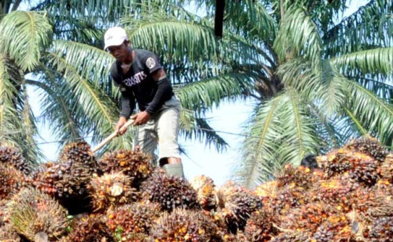 Harga TBS Sawit Sumut Naik Menjadi Rp3.451,13 per Kg Di Periode 3-9 Juni 2026