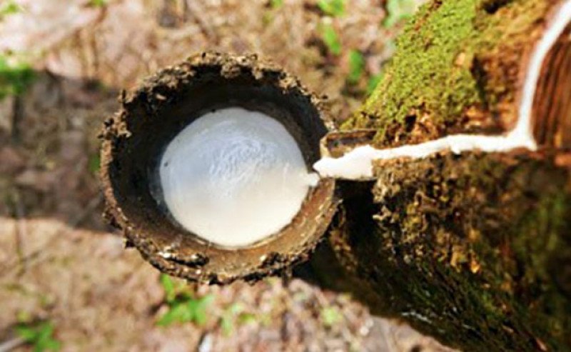 Harga Karet SGX-Sicom Selasa (9/6) Turun Rp656/Kg, Masih Bertahan di Atas Rp40 Ribu/Kg