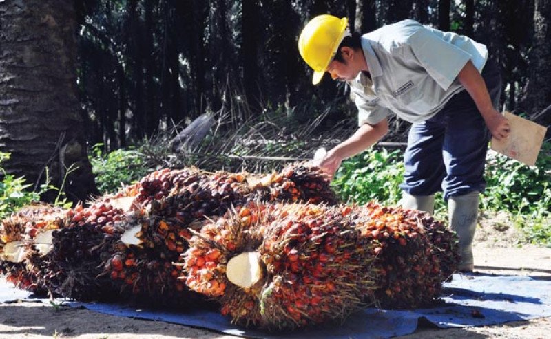 Harga TBS Sawit Jambi Periode 5–11 Juni 2026 Naik Menjadi Rp3.440,77 Per Kg