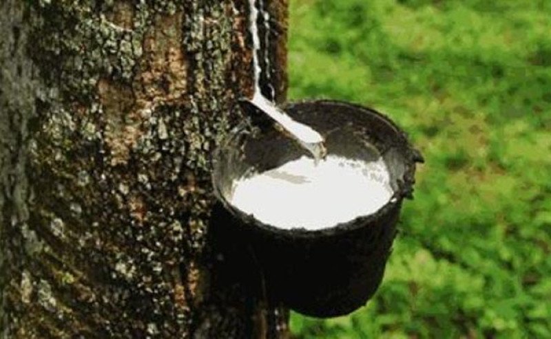Harga Karet SGX-Sicom Kamis (11/6) Turun Tipis ke Rp40.340/Kg
