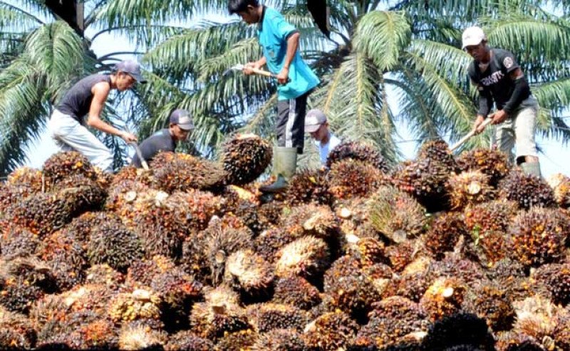 Harga TBS Sawit Sumut Naik Rp159/Kg, Sentuh Rp3.879 per Kilogram