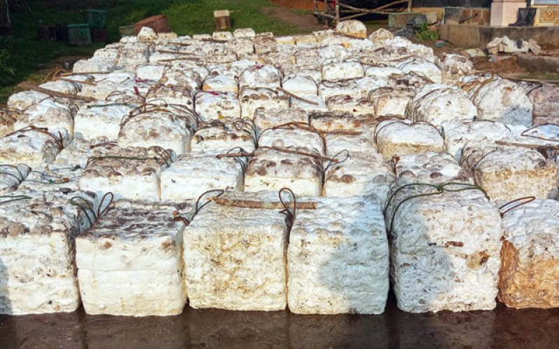 Harga Karet SGX-SICOM Selasa (23/6) Rebound ke Rp40.283/Kg