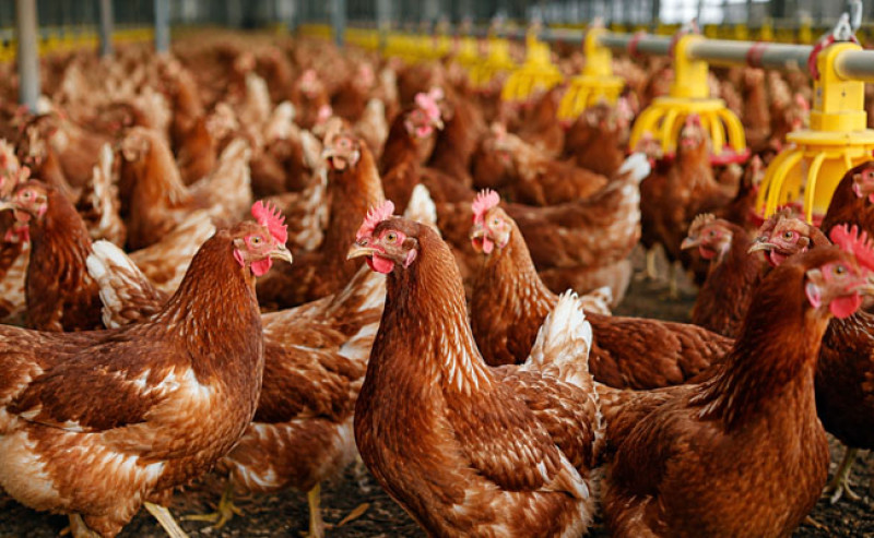 PERMINDO: Harga Ayam Jatuh Bukan Sekadar Over Supply
