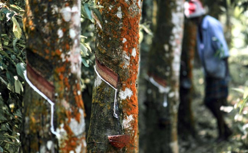 Harga Karet SGX-Sicom Turun Tipis pada Kamis (25/6), Bertahan Dekati Rp40 Ribu/Kg