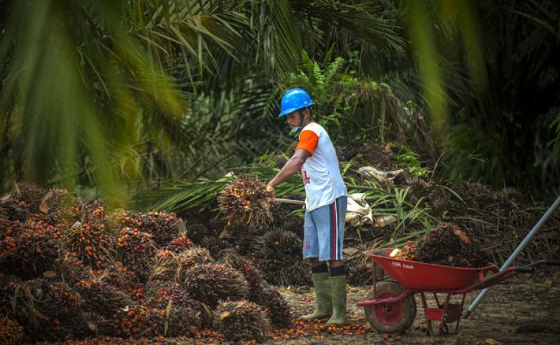 Harga TBS Sumut Periode 24–30 Juni Turun, CPO Ditetapkan Rp15.230/Kg