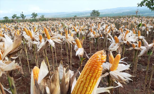 Kabupaten Gunung Kidul Mulai Panen Palawija