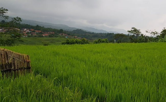 Provinsi Jambi Panen Raya Padi